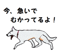 Alba of a White Shepherd and Friends (J) sticker #1198689