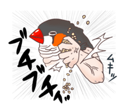 Muscle zebra finch And Friends sticker #1205196