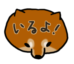 Shiballoon sticker #1210212