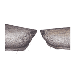 Wolf's song part 2 sticker #1213331