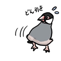 Java sparrow Chappy vol2 sticker #1218404