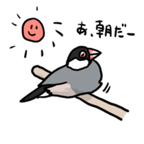 Java sparrow Chappy vol2 sticker #1218407