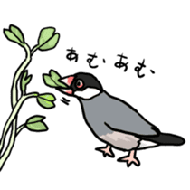 Java sparrow Chappy vol2 sticker #1218415