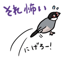Java sparrow Chappy vol2 sticker #1218419