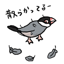 Java sparrow Chappy vol2 sticker #1218426