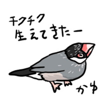 Java sparrow Chappy vol2 sticker #1218427