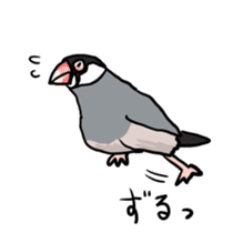 Java sparrow Chappy vol2 sticker #1218430