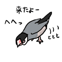 Java sparrow Chappy vol2 sticker #1218431