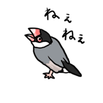 Java sparrow Chappy vol2 sticker #1218436