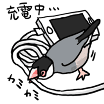 Java sparrow Chappy vol2 sticker #1218440