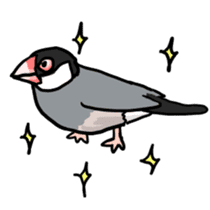 Java sparrow Chappy vol2 sticker #1218441