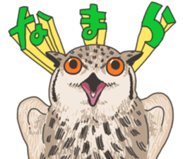 hokkaido owl sticker #1245442