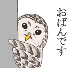 hokkaido owl sticker #1245449