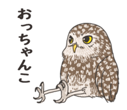 hokkaido owl sticker #1245456