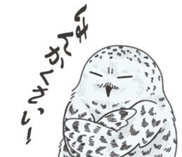 hokkaido owl sticker #1245458