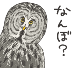 hokkaido owl sticker #1245461