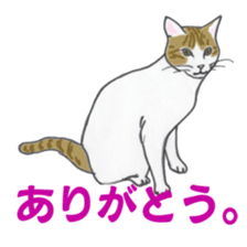 realcats sticker #1253562