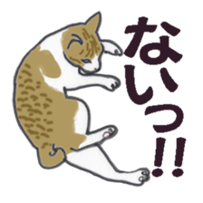 realcats sticker #1253572