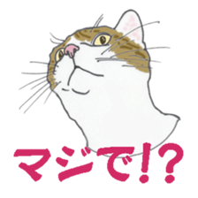 realcats sticker #1253579