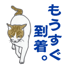 realcats sticker #1253582