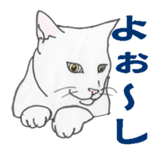 realcats sticker #1253585