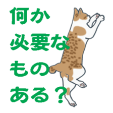 realcats sticker #1253589