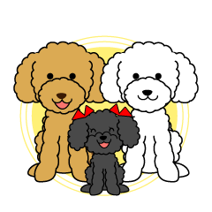 I likes a toy poodle.