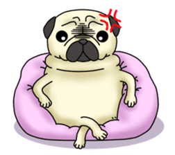 Cheerful pug dog  Daily conversation sticker #1259632