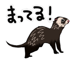 Chacha and Kuro good friend ferret sticker #1261968
