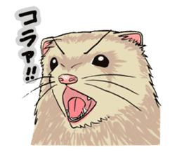 Chacha and Kuro good friend ferret sticker #1261976