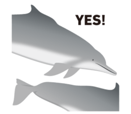 Do you like dolphins? sticker #1267010