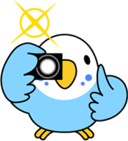 Budgerigar "Sekiseinko-kko" sticker #1274223