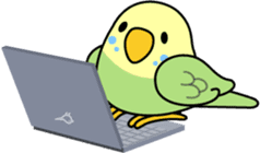 Budgerigar "Sekiseinko-kko" sticker #1274229