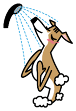 Life of the Italian greyhound sticker #1300736