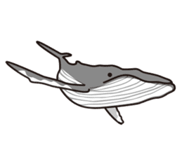 The dolphins & The whales sticker #1306722