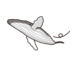 The dolphins & The whales sticker #1306734