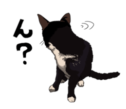 Free life cats. part1 sticker #1311042