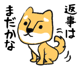 Midget Shiba sticker #1320347