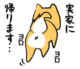 Midget Shiba sticker #1320348