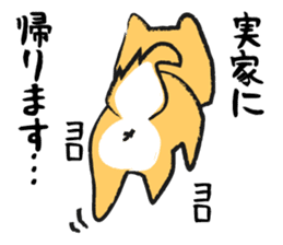 Midget Shiba sticker #1320348