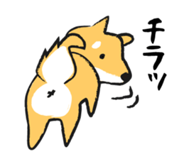 Midget Shiba sticker #1320349