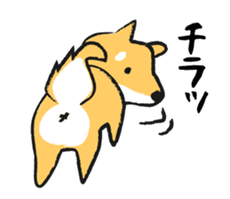 Midget Shiba sticker #1320349