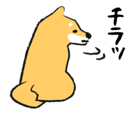 Midget Shiba sticker #1320351