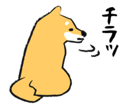 Midget Shiba sticker #1320351