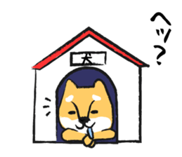 Midget Shiba sticker #1320353