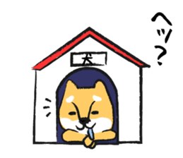 Midget Shiba sticker #1320353