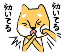 Midget Shiba sticker #1320367