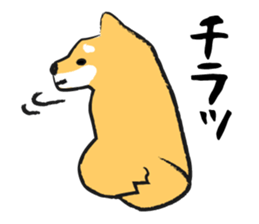 Midget Shiba sticker #1320374