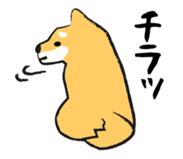 Midget Shiba sticker #1320374