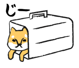 Midget Shiba sticker #1320381